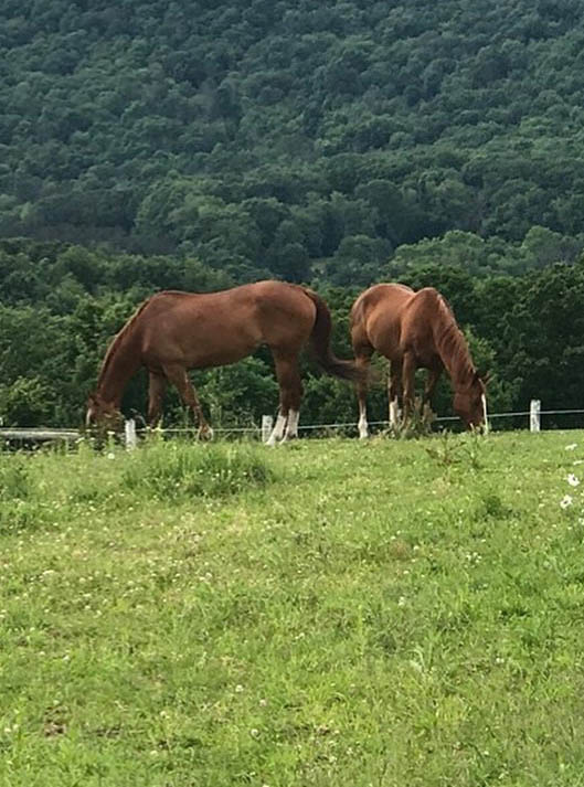 Elysian Horses - Breeders and Producers of Quality Sport Horses, Cambridgeshire, UK